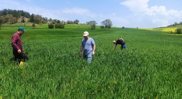 Süne İle Mücadele Kontrolleri Devam Ediyor