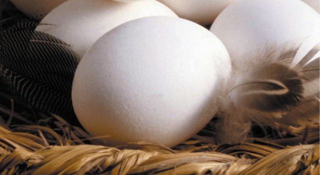 Yumurta üretimi yüzde 4,4 arttı