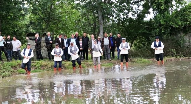 Bafra’da Çeltik Ekim Etkinliği ve Çeltik Tohum Teslimi Gerçekleştirildi