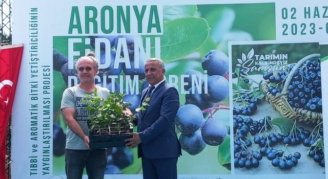 Çarşamba’da Çiftçilere Yüzde 75 Hibeli Aronya Fidan Dağıtıldı