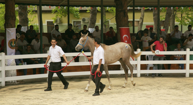 Karacabey Tarım İşletmesi Yetiştirmesi Safkanların Satışı Yapıldı