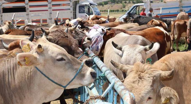 Sivas Merkez Kurbanlık Hayvan Pazarı, Şap Hastalığı Nedeniyle Kapatıldı