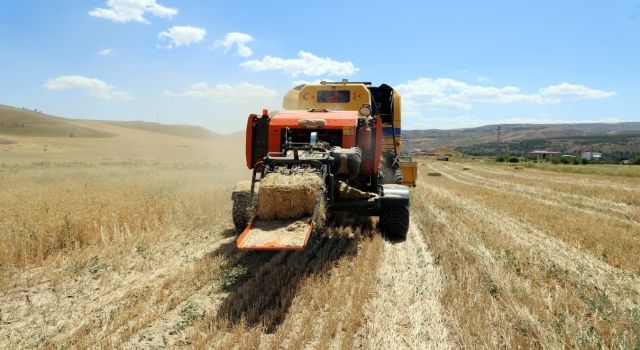 Belediyenin buğday hasadında verim arttı