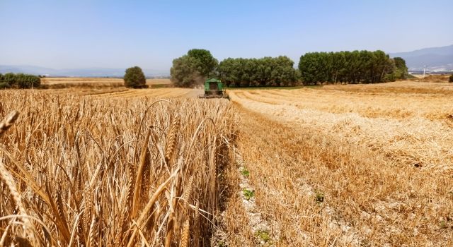 Bolu’da hasat dönemi arpa ile başladı