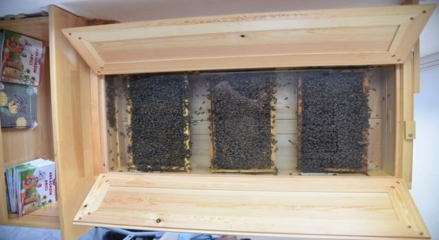 Büyükşehir’in ürettiği ana arılar, üreticilerle buluşuyor