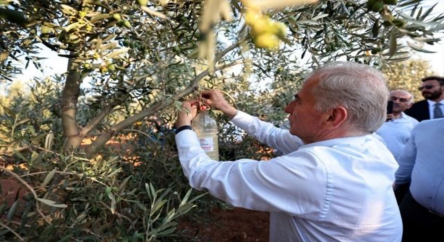 Büyükşehir’in zeytin sineğiyle mücadele desteği başladı