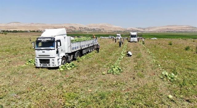 Diyarbakır'da karpuz hasadı başladı