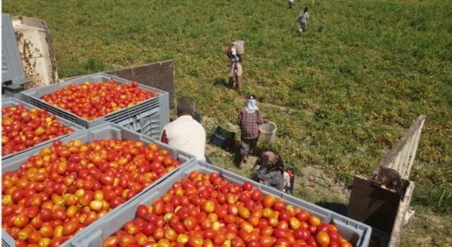 Efeler’in domatesleri hasat ediliyor