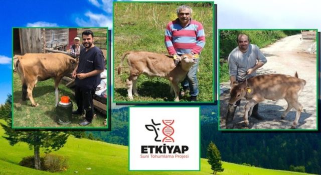 ETKİYAP projesiyle ilk altı ayda 6 bin 103 hayvana suni tohumlama yapıldı