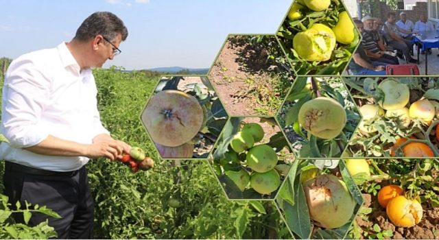 Kırklareli’nde dolu zararının ilk tespitleri yapıldı