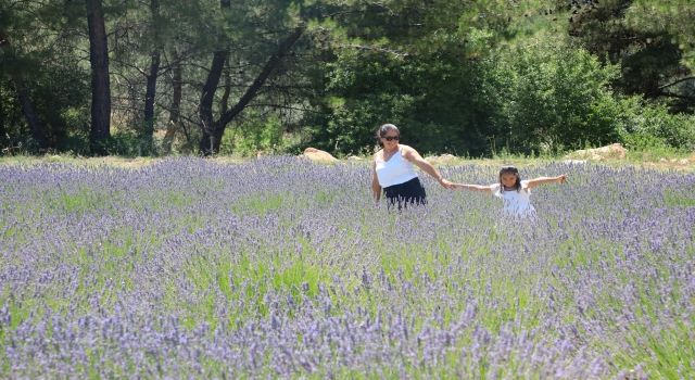 Muğla'da 212 dekar arazi lavanta ile buluştu