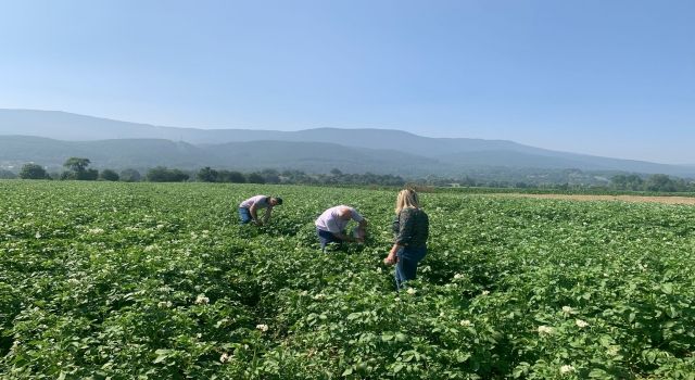 Patates Mildiyösüne dikkat