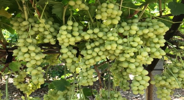 Superior Seedless Çeşidi Sofralık Üzümün ihracat yolculuğu başladı