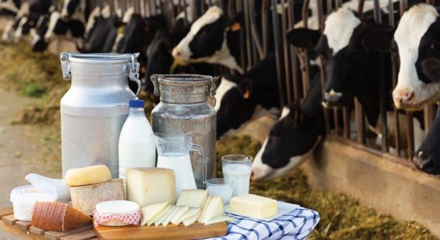 Toplanan inek sütü miktarı yüzde 4 arttı