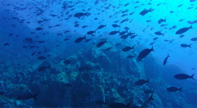 Türkiye’nin deniz ve tatlı su balıkları “kırmızı liste” ile korunacak