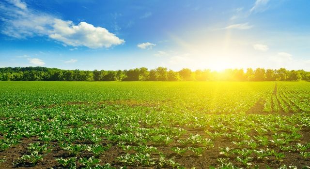 TZOB Genel Başkanı Bayraktar: Aşırı sıcaklar tarımsal üretim üzerinde tehdit oluşturuyor
