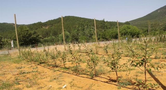 Aksu’da Karaleke hastalığına karşı başarılı proje