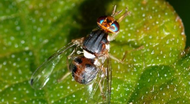 Aydın'da Zeytin sineği mücadelesi zamanı