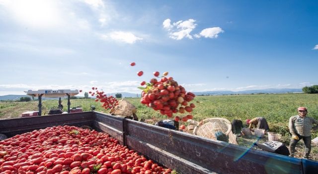 Başkan Soyer domates ve karpuz hasadına katıldı