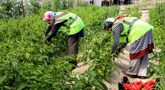 Belediye serasından halkın bakkalına