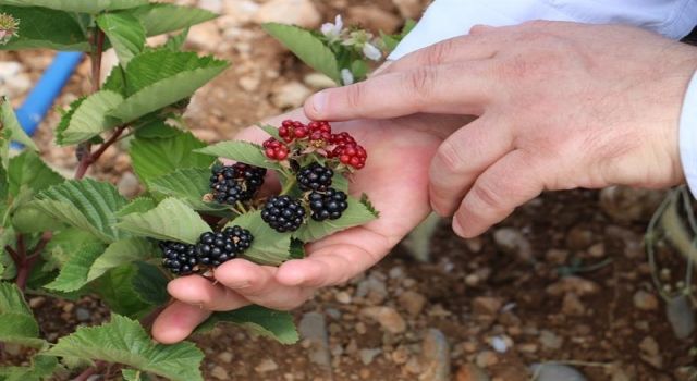 Bursa’dan Erzincan’a dönüp, böğürtlen yetiştiriciliğine başladı