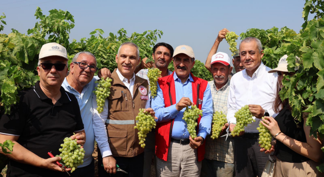 Dünyaca ünlü çekirdeksiz Sultani üzümde hasat başladı