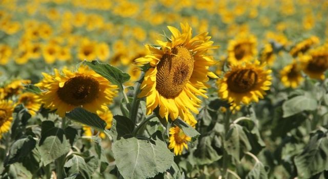 Isparta’da ayçiçeği ekim alanı yüzde 500 arttı