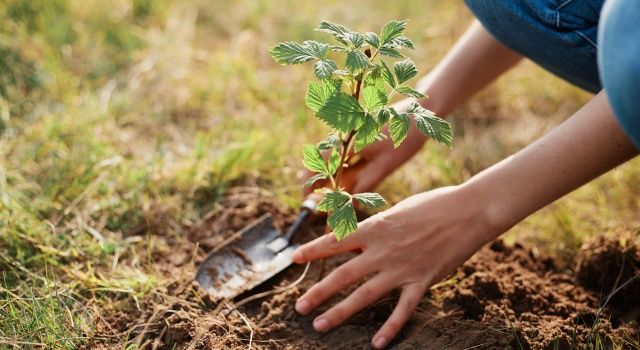 Kavurucu sıcaktan etkilenen bitkiler için bakım önerileri