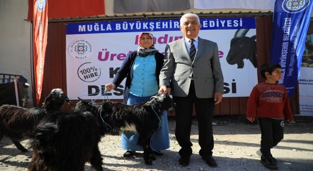 Muğla'da Kıl Keçisi desteği için başvurular başladı