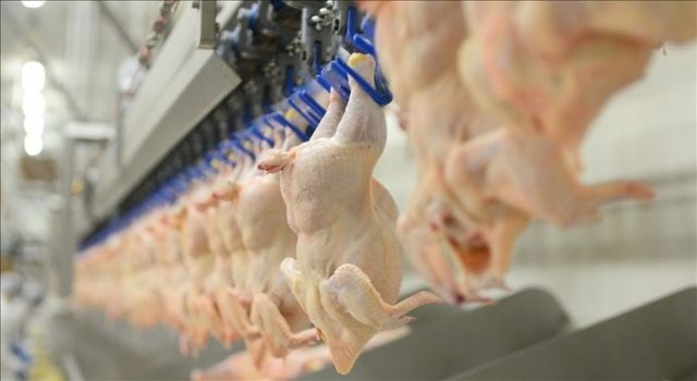 Tavuk eti üretiminde düşüş