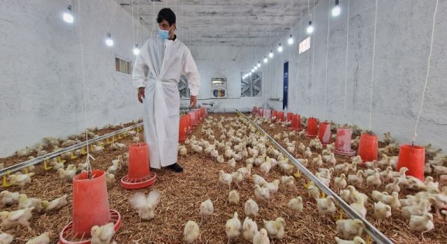 TİKA'dan Tavuk Üretim Tesisi Kurdu