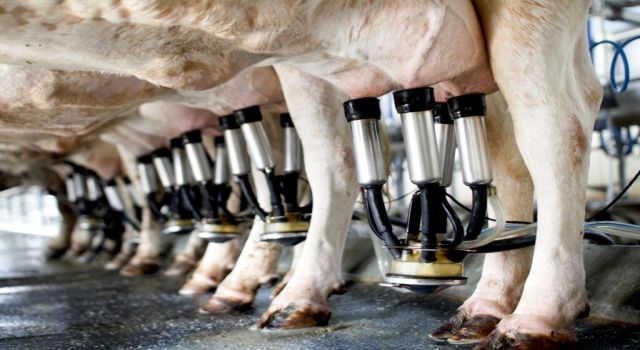 Toplanan inek sütü miktarı Haziran'da arttı