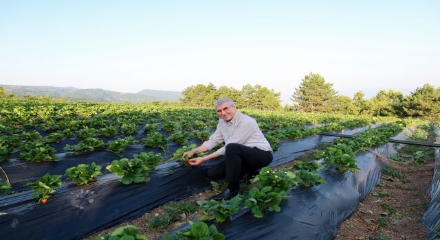 Yüce: Çilekte üretim rekoru bekliyoruz