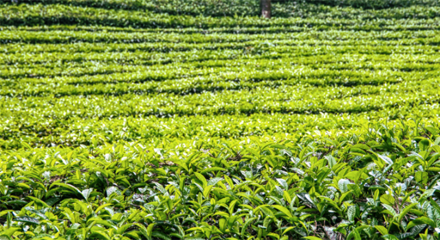 Bakan Yumaklı, Çay Üreticilerine Alım Ödemelerinin Yarın Yapılacağını Bildirdi