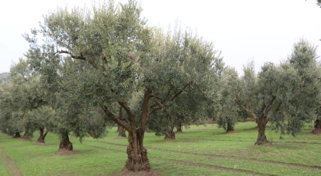 Marmarabirlik rekolte beyan alımlarına başladı