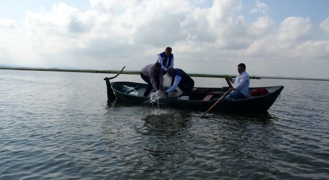 Samsun’da Su Kaynaklarına Rekor Düzeyde Sazan Balığı Yavrusu Bırakıldı
