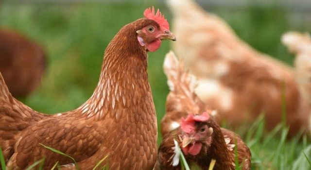 Tavuk eti üretimi ilk 7 ayda yüzde 4,3 oranında azaldı