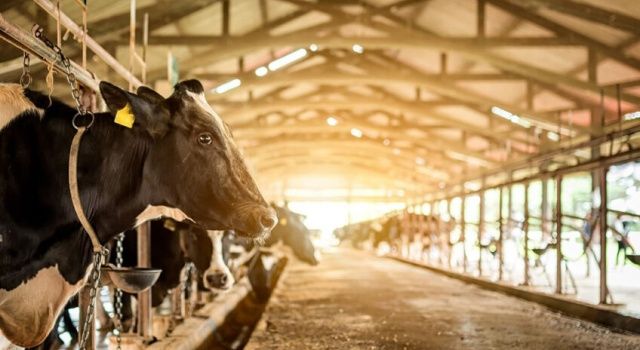 Toplanan inek sütü miktarı yıllık yüzde 3 arttı