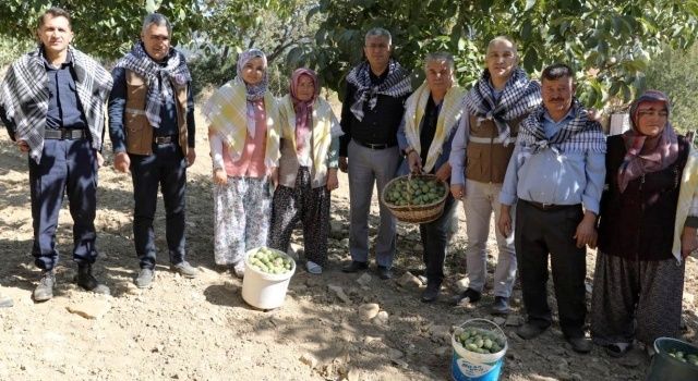 Akhisar’da Ceviz Hasadı Başladı