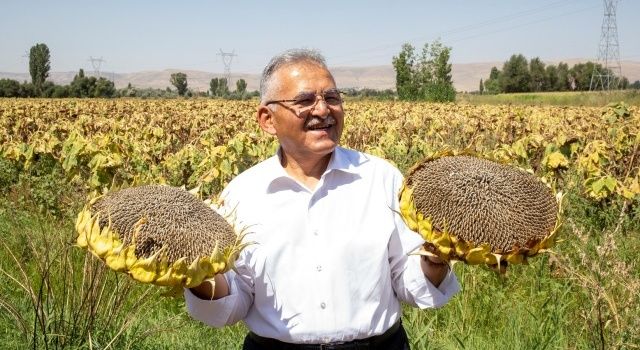 Büyükşehir’den Ay Çekirdeği Üretiminde İlk Sırada Olan Kayseri’ye 5 Kurutma Sahası