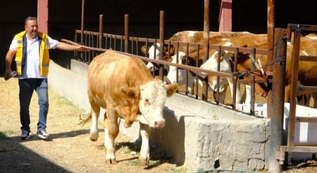 Büyükşehir’den Damızlık Boğa Desteği