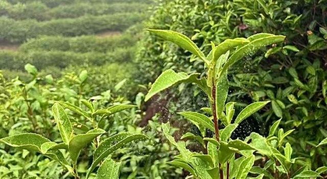 Çay Üreticilerinin Ürün Bedelleri Ödeniyor