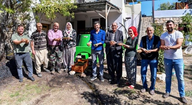 Cevizleri Makine Soyuyor, Üretici Keyfini Çıkarıyor