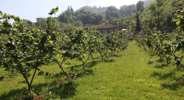 DEVA Partili Karal, Fındıktaki Verim Kaybını Meclis Gündemine Taşıdı