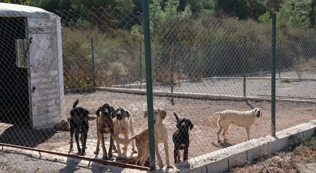 Egeli ihracatçılar korunmaya muhtaç hayvanlara umut oldu