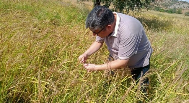 Karakılçık Çeltik Alanlarında Hastalık ve Zararlı Kontrolleri Gerçekleştirildi