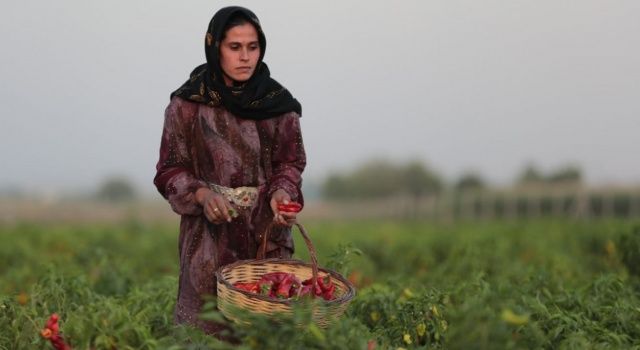 Şanlıurfa’nın Tescilli Lezzeti İsotun Hasadı Yapıldı