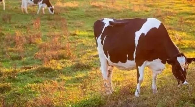 Toplanan inek sütü miktarı yıllık %3 arttı