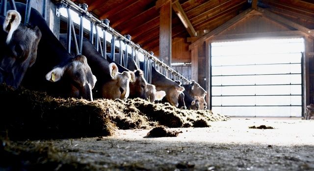 Eylül ayında toplanan inek sütü miktarı yüzde 4,6 arttı