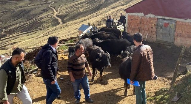 Giresun’da Desteklerle Manda Yetiştiriciliğine Rağbet Arttı